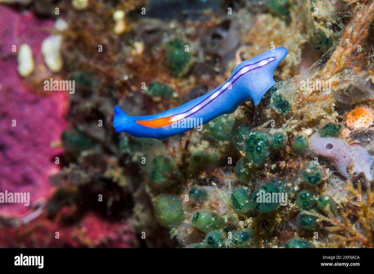 Racing stripe flatworm (Pseudoceros bifurcus) Puerto Galera, Philippines. Stock Photo