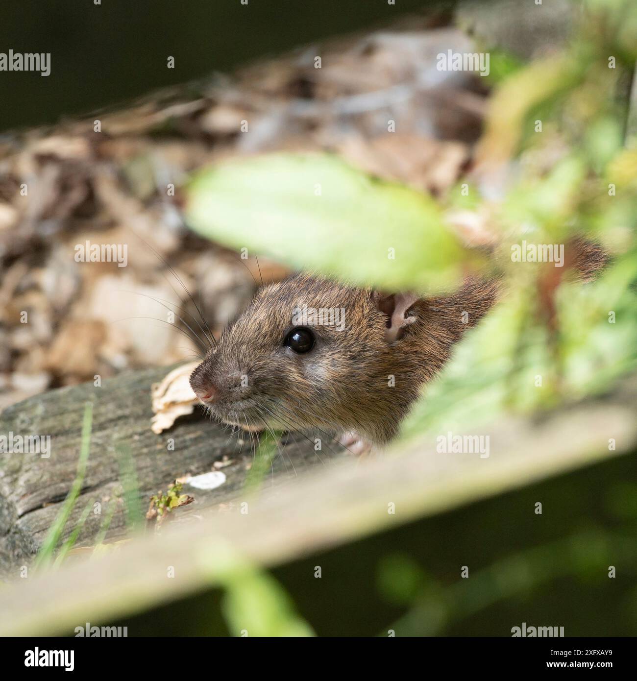 Rattus norvegicus, rat Stock Photo