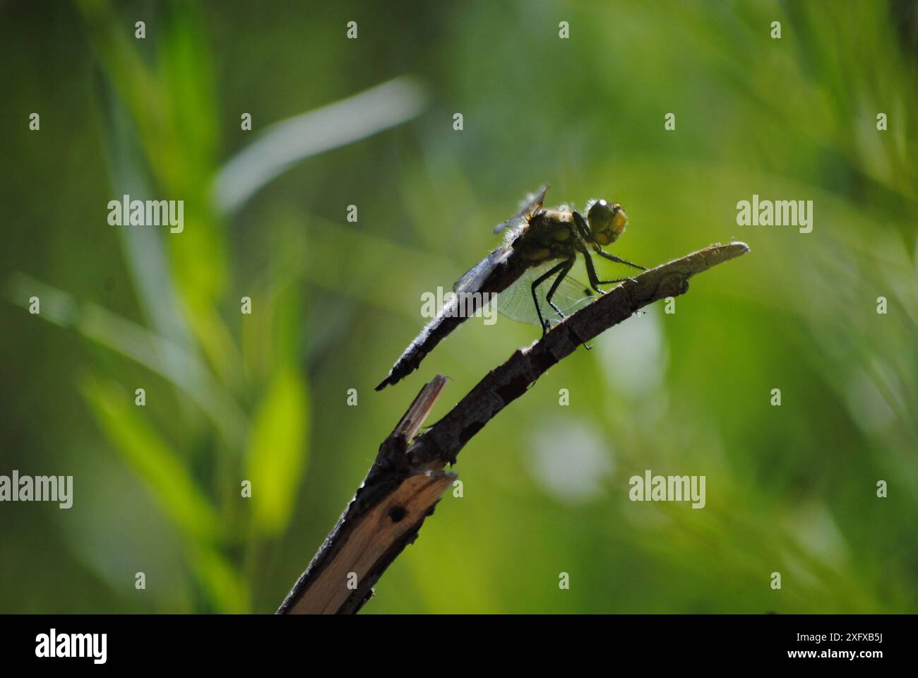 green dragonfly still on a stick Stock Photo - Alamy