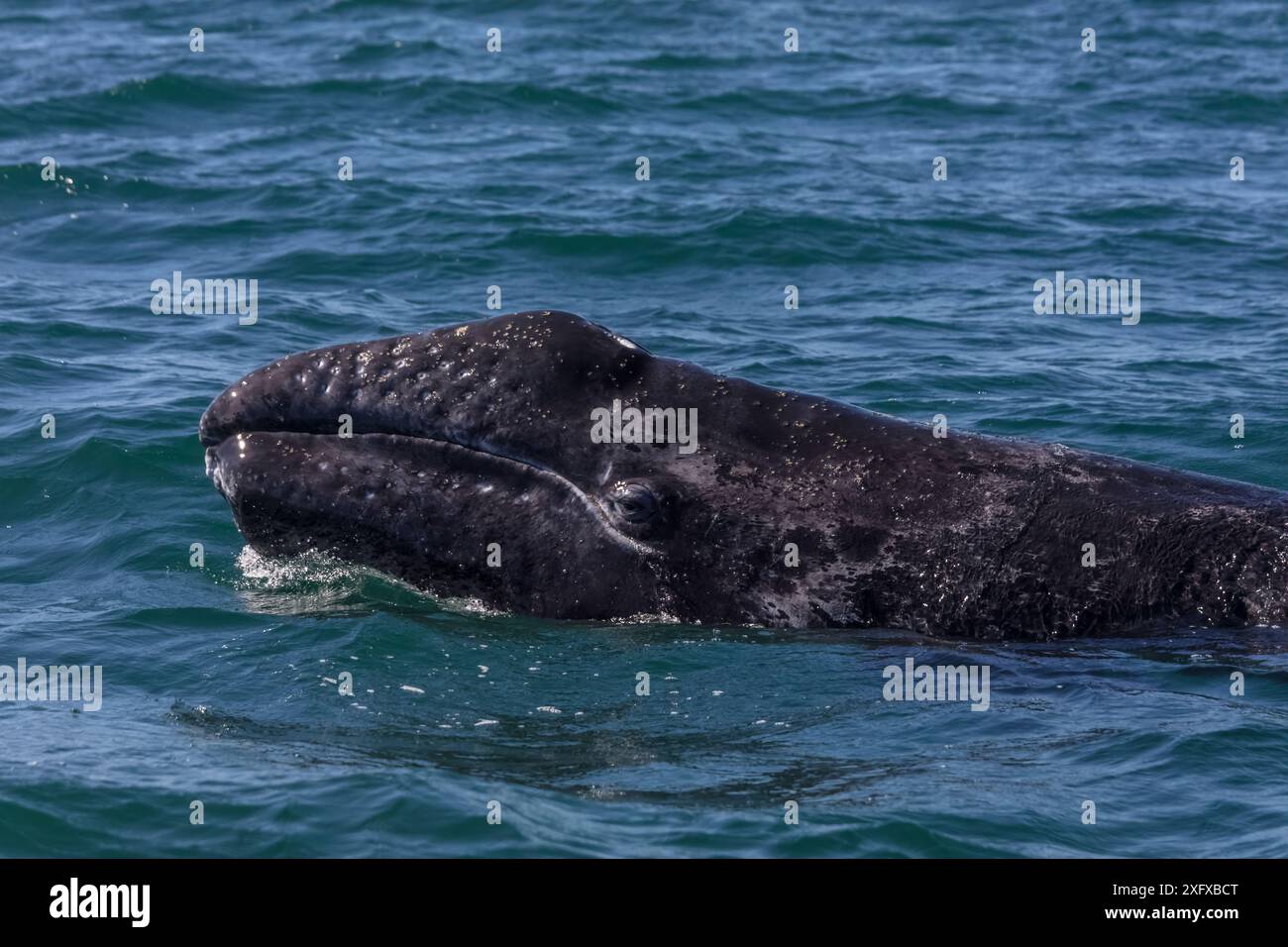El vizcaino whale hi-res stock photography and images - Alamy