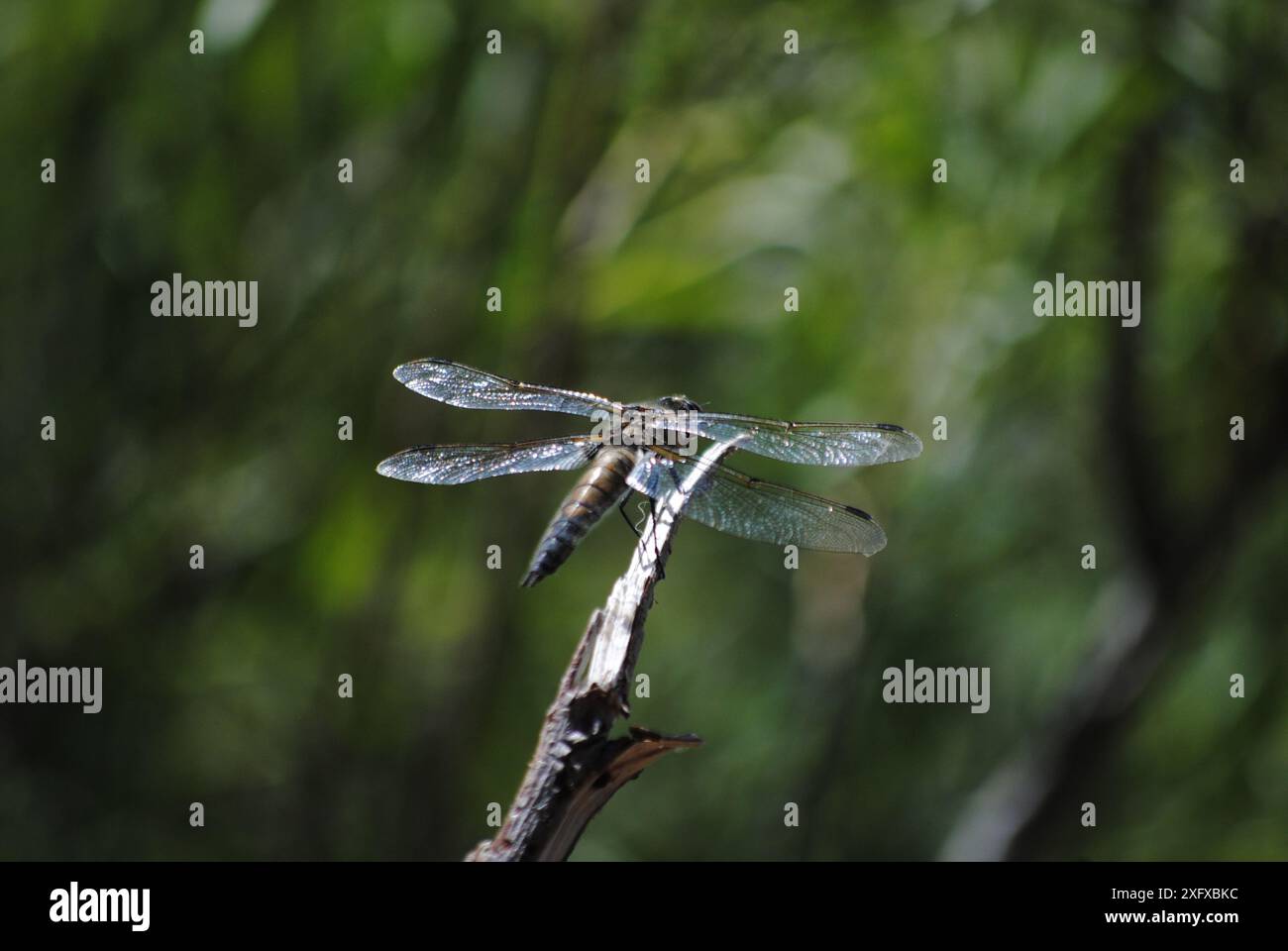 green dragonfly still on a stick Stock Photo - Alamy