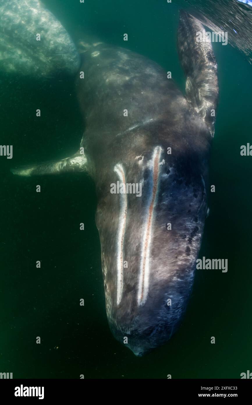Gray whale underwater hi-res stock photography and images - Alamy