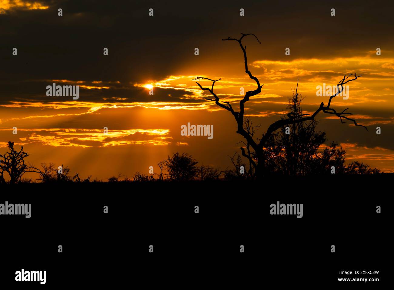 African golden hour hi-res stock photography and images - Alamy