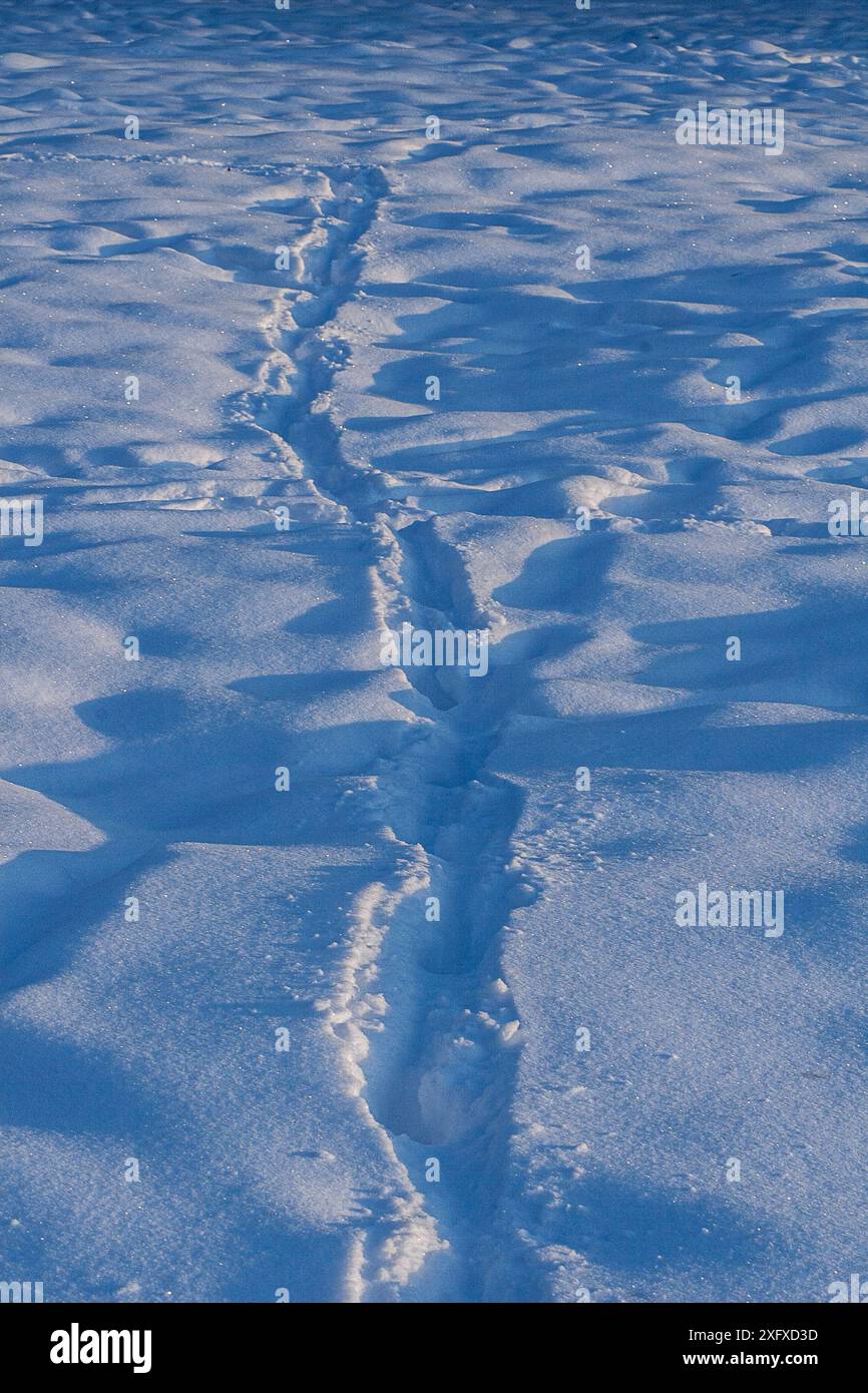 Traces and shadows on the snow surface Stock Photo - Alamy