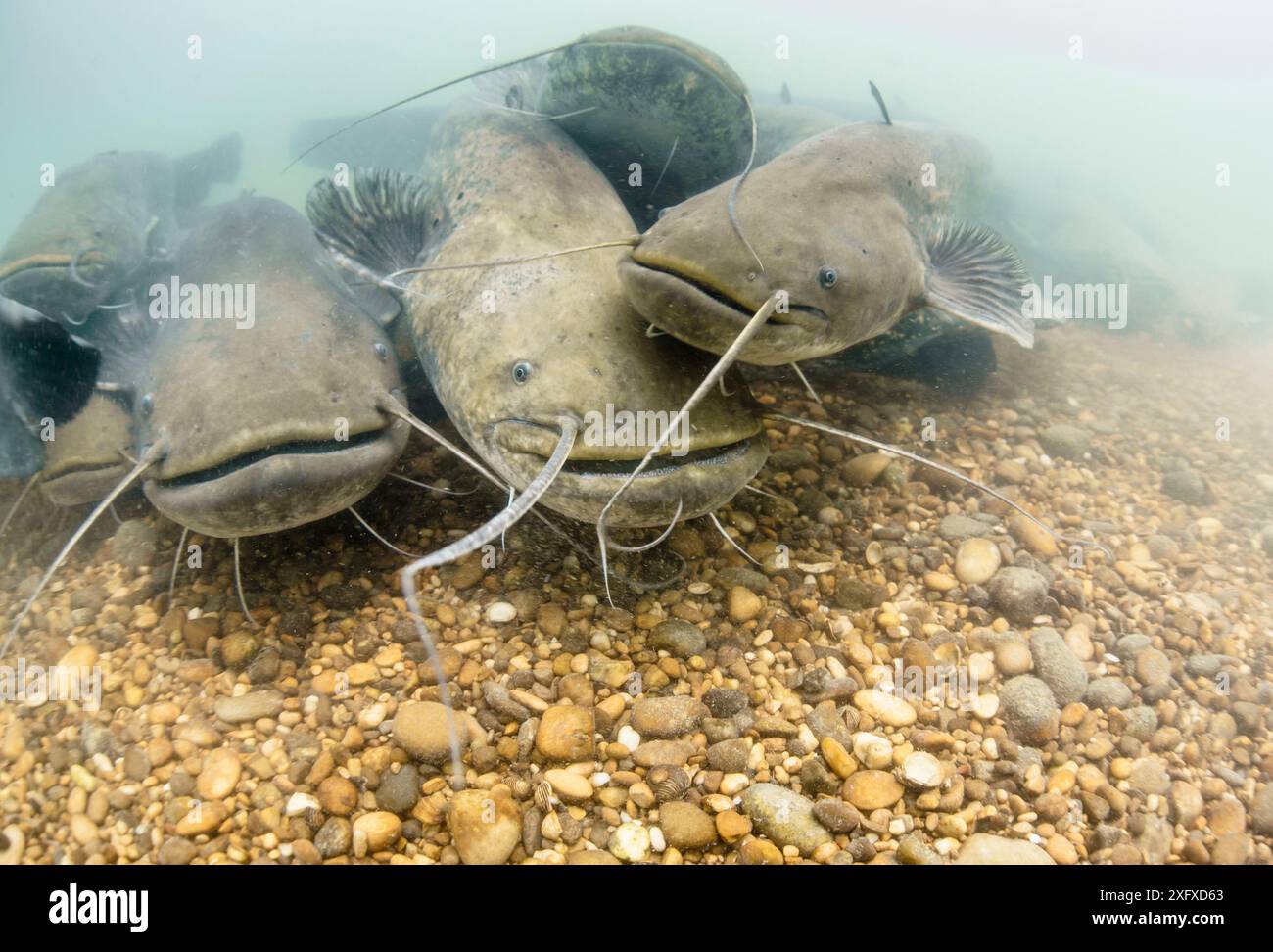 Group of Wels catfish (Silurus glanis) gathering on the bottom of the River Rhone, France. June. Stock Photo