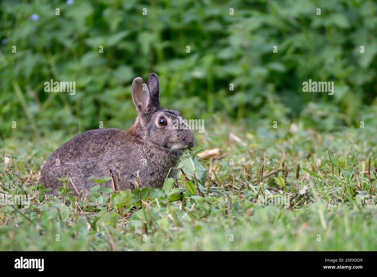 European rabbit (Oryctolagus cuniculus) nibbling Dock (Rumex sp) leaf