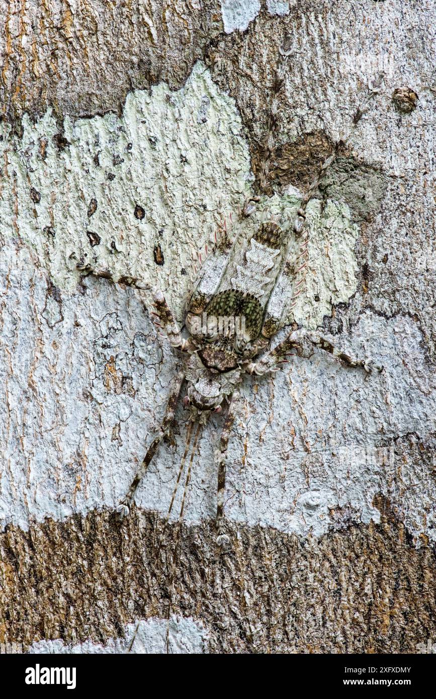 Bush cricket / Katydid (Tettigoniidae ), immature instar camouflaged against lichen on bark of tree. Manu Biosphere Reserve, Peru. Stock Photo