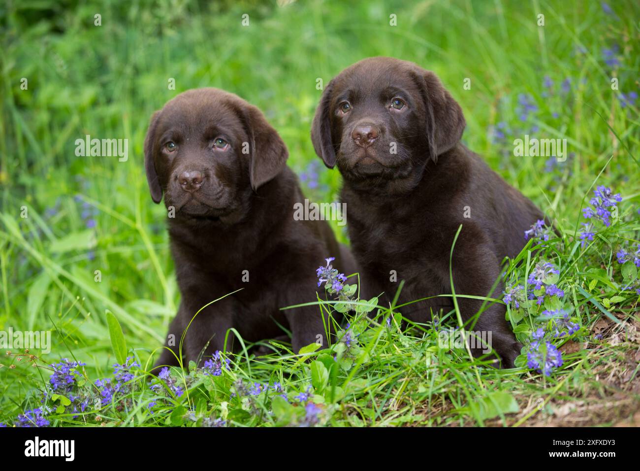 Chocolate labrador retriever, two puppiessitting in spring flowers ...
