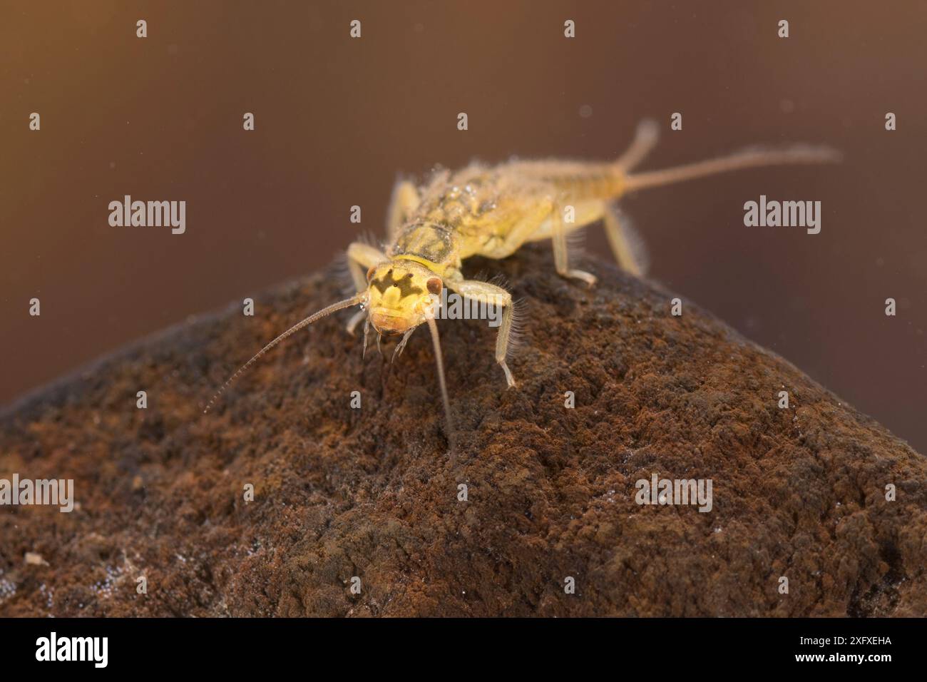 Underwater invertebrates wildlife and wildlife hi-res stock photography ...