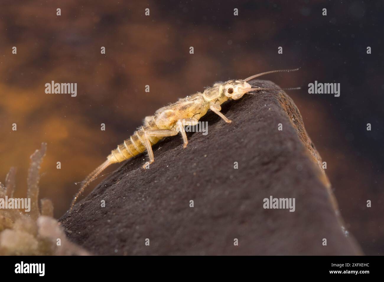 Underwater invertebrates wildlife and wildlife hi-res stock photography ...