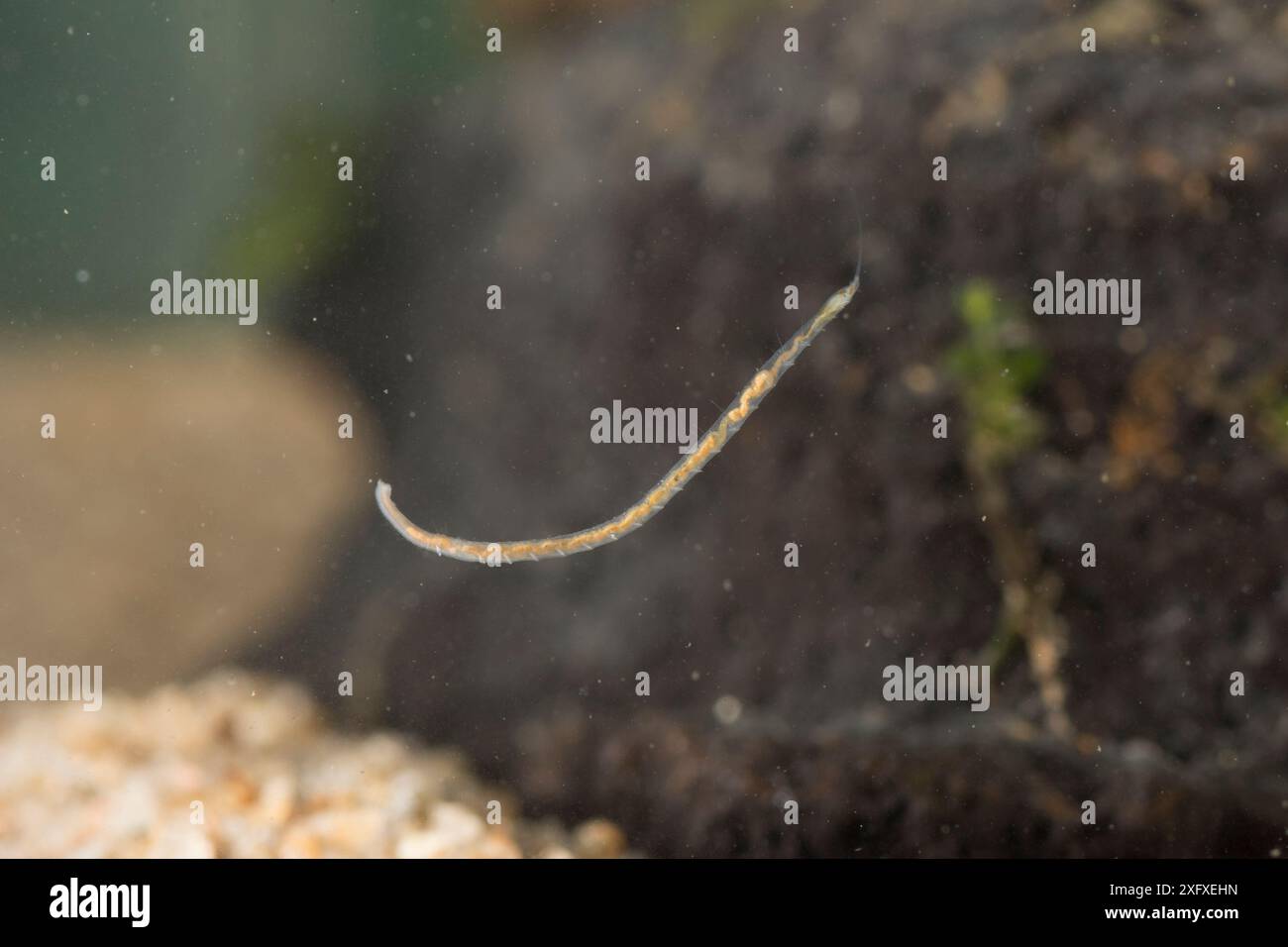 Sludge worm (Nais elinguis) floating through water Europe, June ...