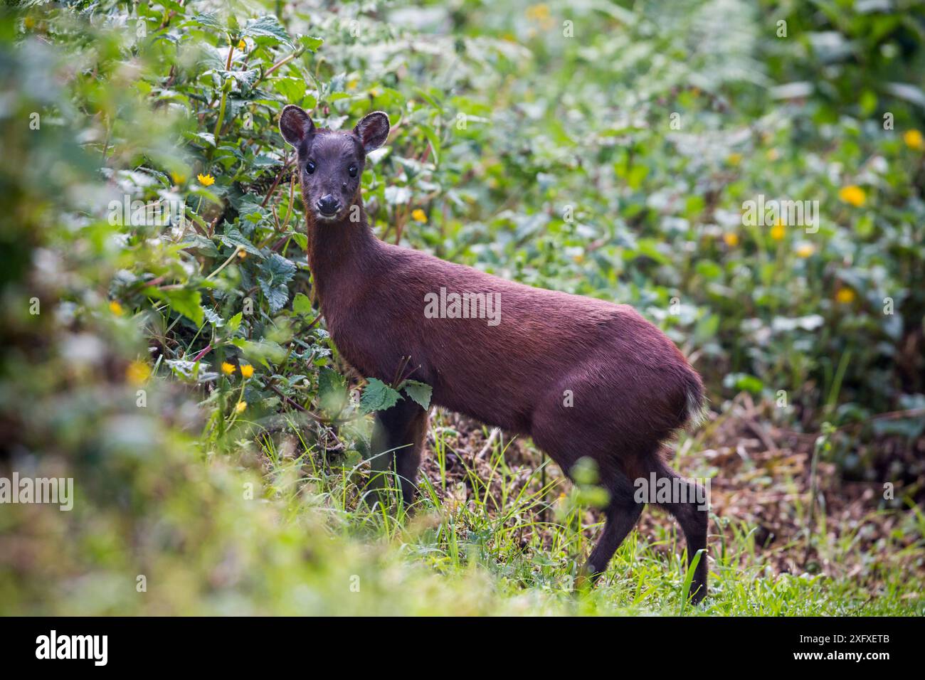 Red brocket deer (Mazama americana) tropical rainforest, northern