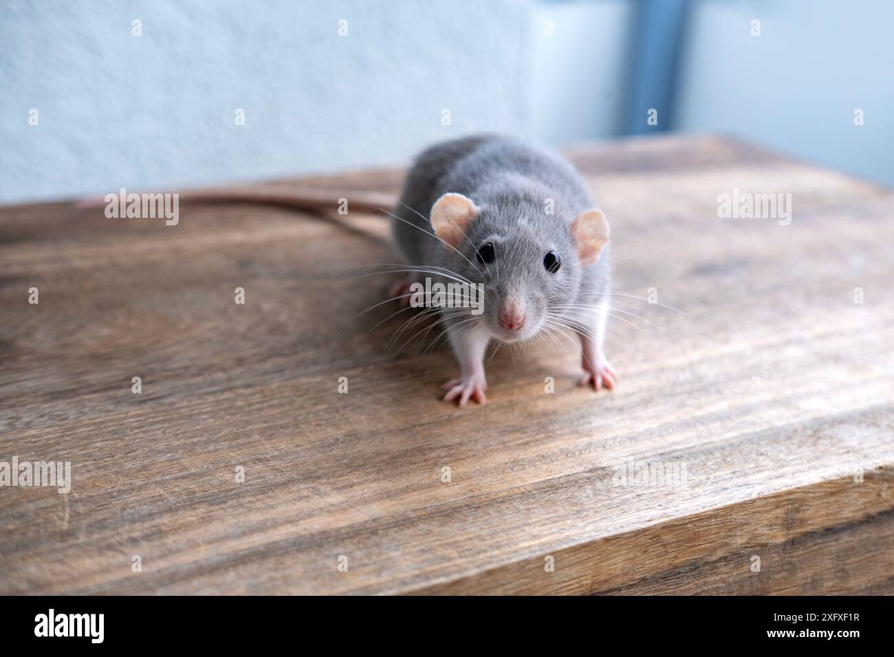 close up portrait of Funny and Cute beautiful gray decorative domestic ...