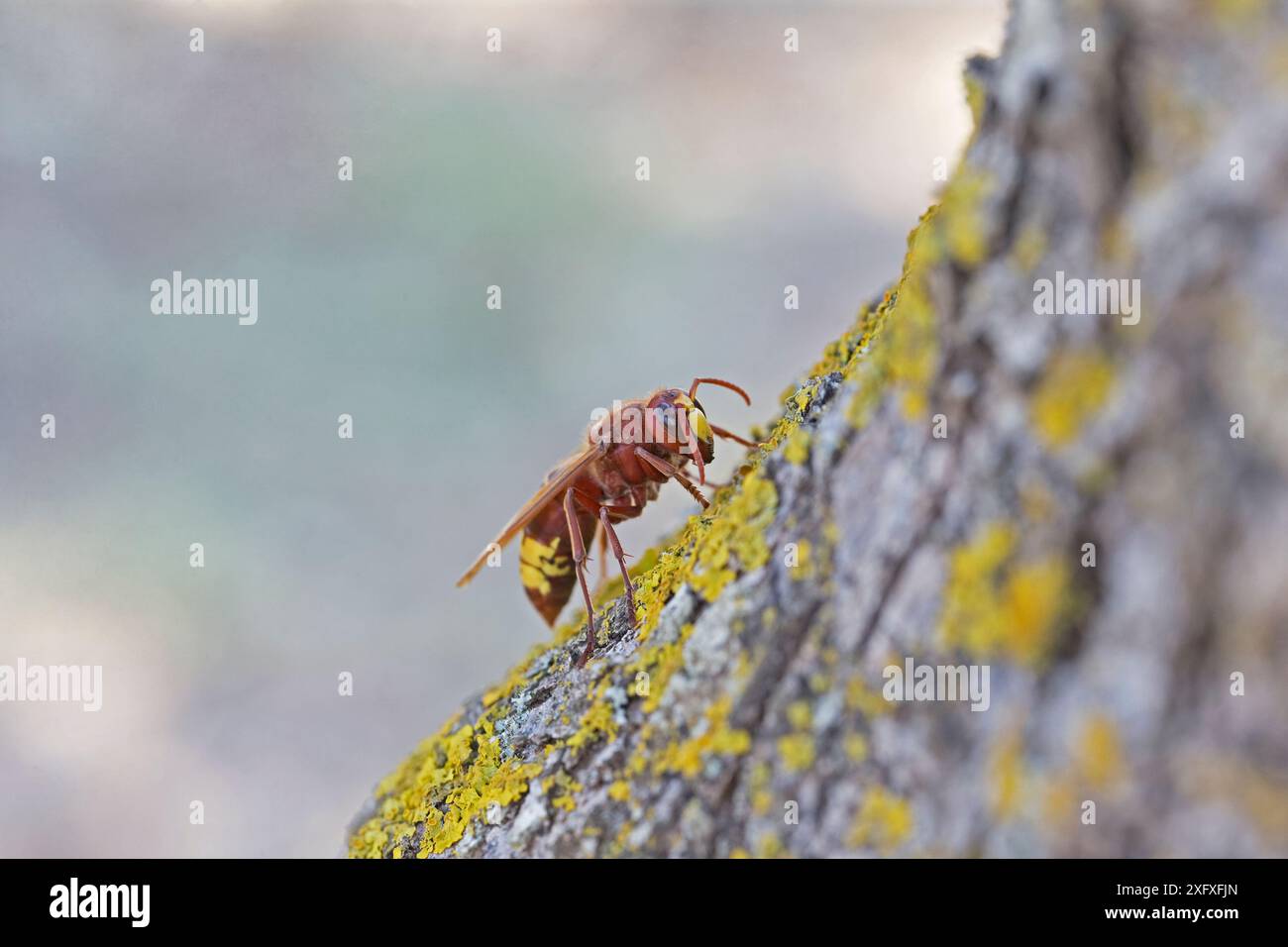 Oriental Hornet (Vespa orientalis) Zakynthos, Greece Stock Photo