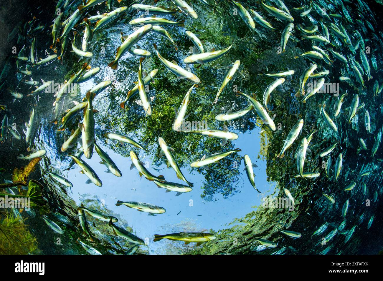Shewal Point Brazil Piraputanga schooling hi-res stock photography and images - Alamy