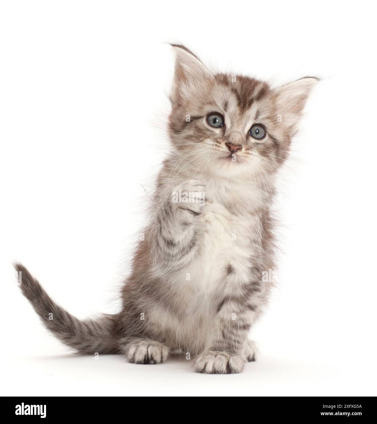 Silver tabby kitten with raised paw Stock Photo - Alamy