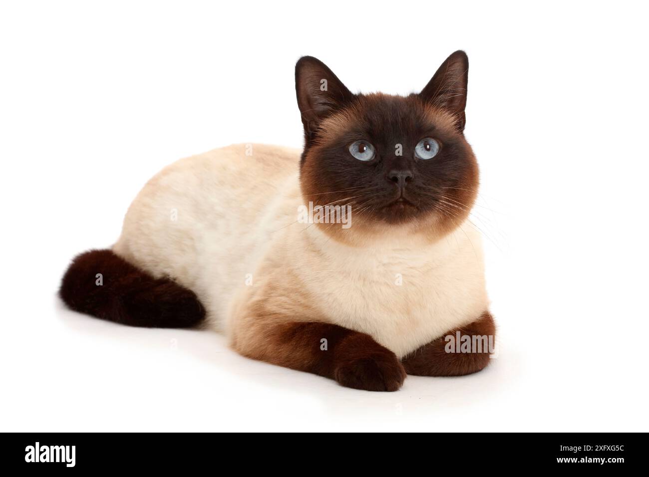 Chocolate point cat. Stock Photo