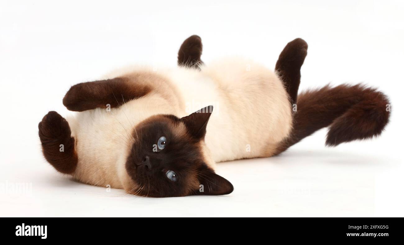 Chocolate point cat rolling playfully. Stock Photo