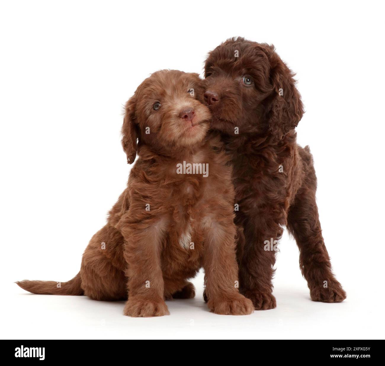 Brown puppies Cut Out Stock Images & Pictures Alamy