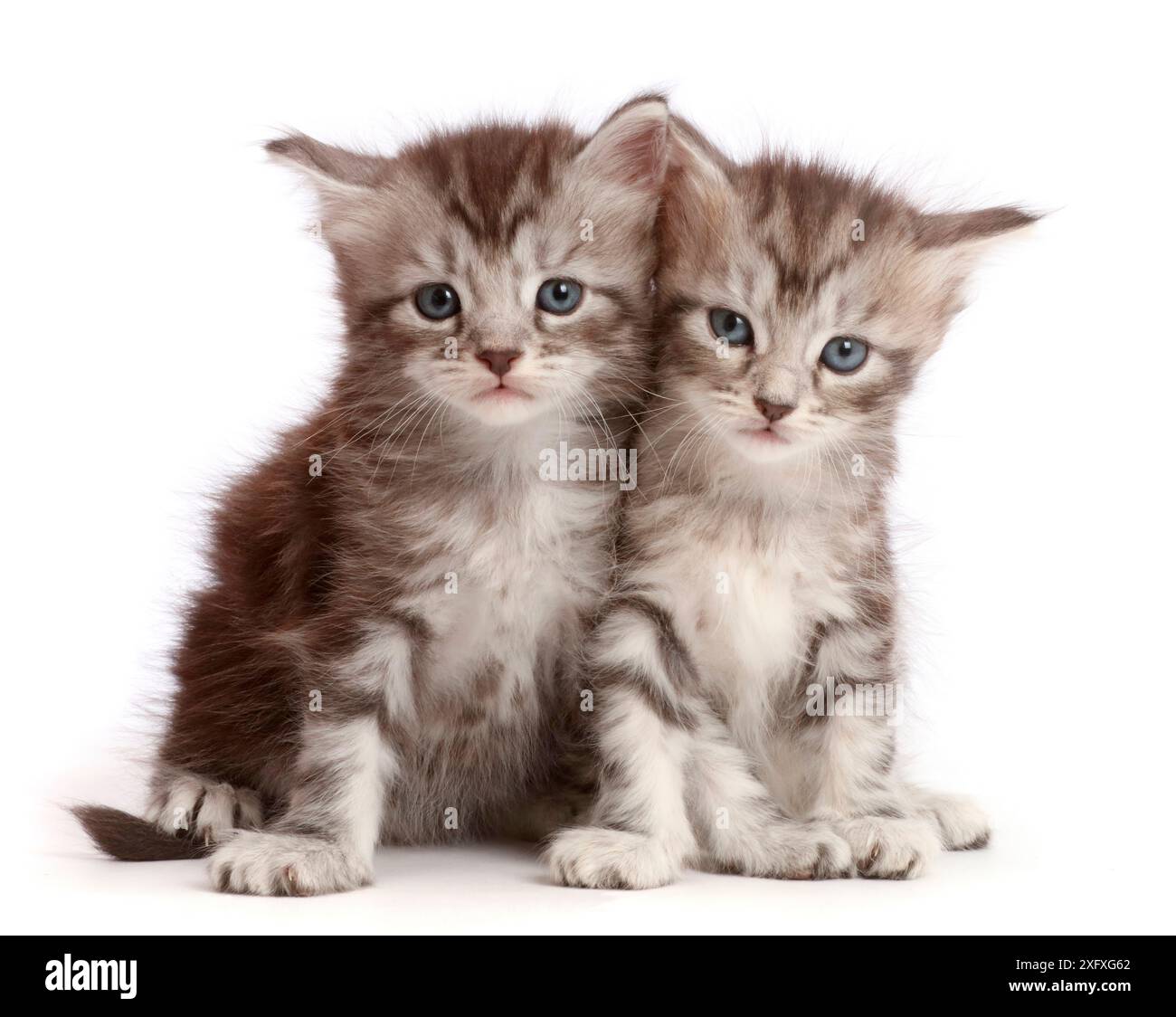 Silver tabby kittens, Freya and Blaze, age 4 weeks. Stock Photo