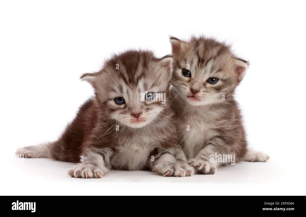 Silver tabby kittens, Freya and Blaze, 2 weeks. Stock Photo