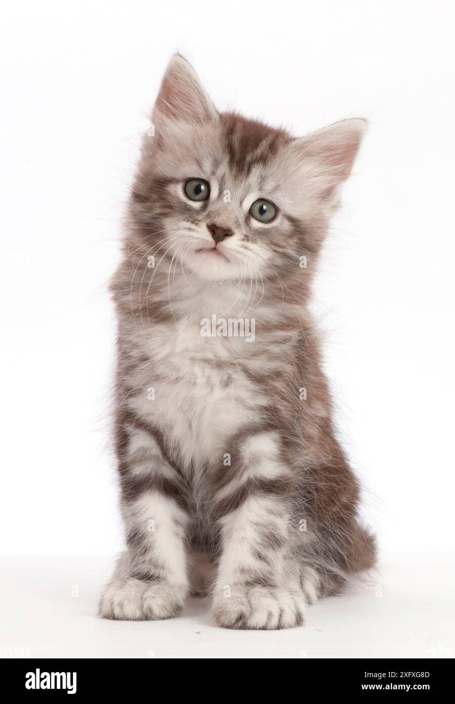Silver tabby cat sits hi-res stock photography and images - Alamy