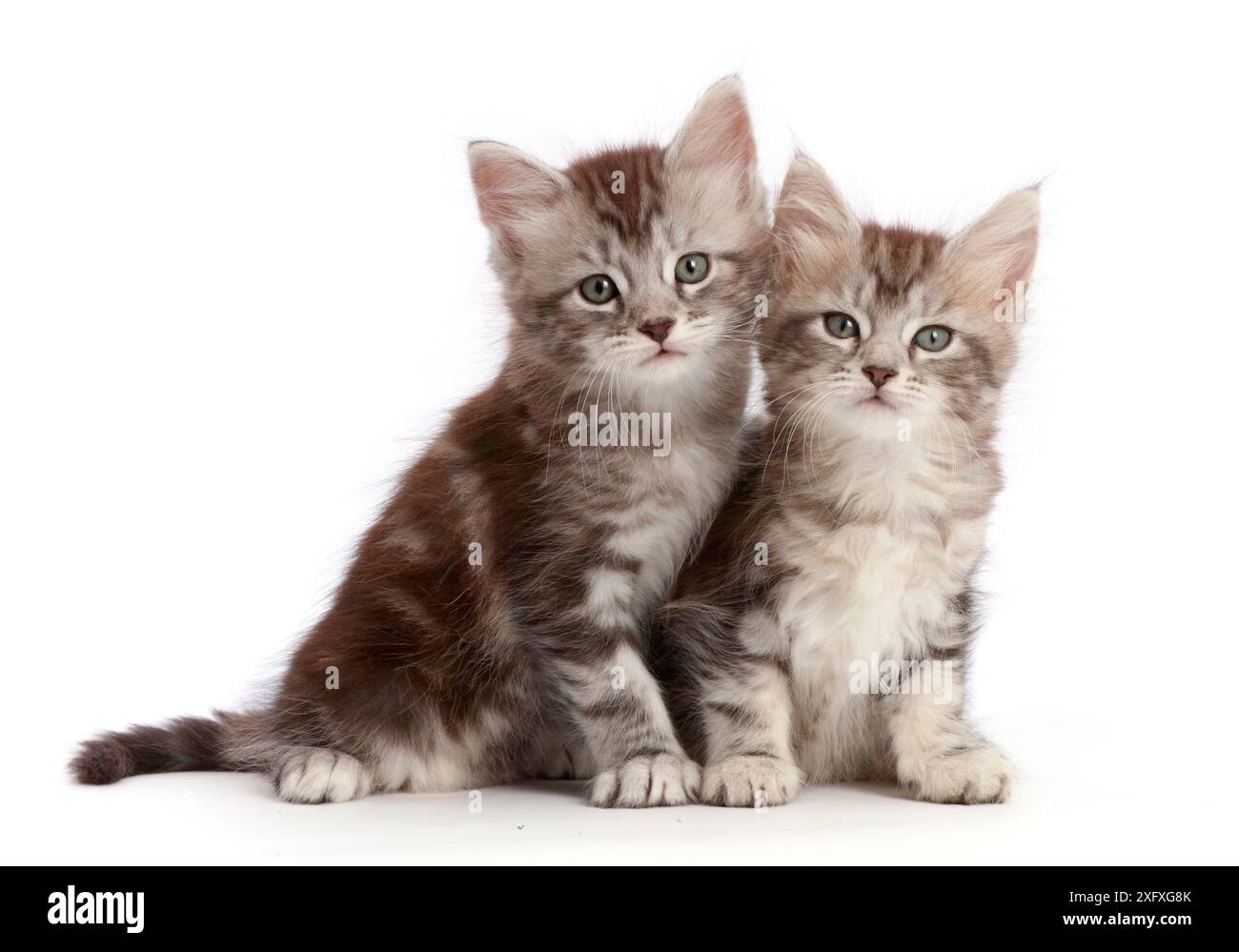 Silver tabby kittens, Freya and Blaze,age 6 weeks. Stock Photo