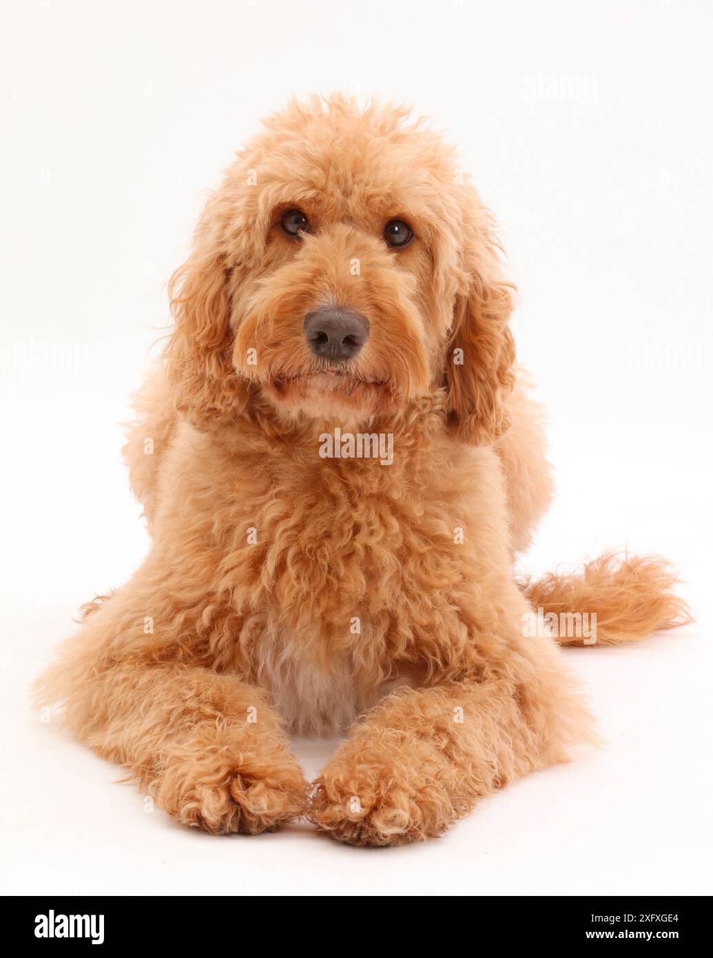 Australian Labradoodle. Stock Photo