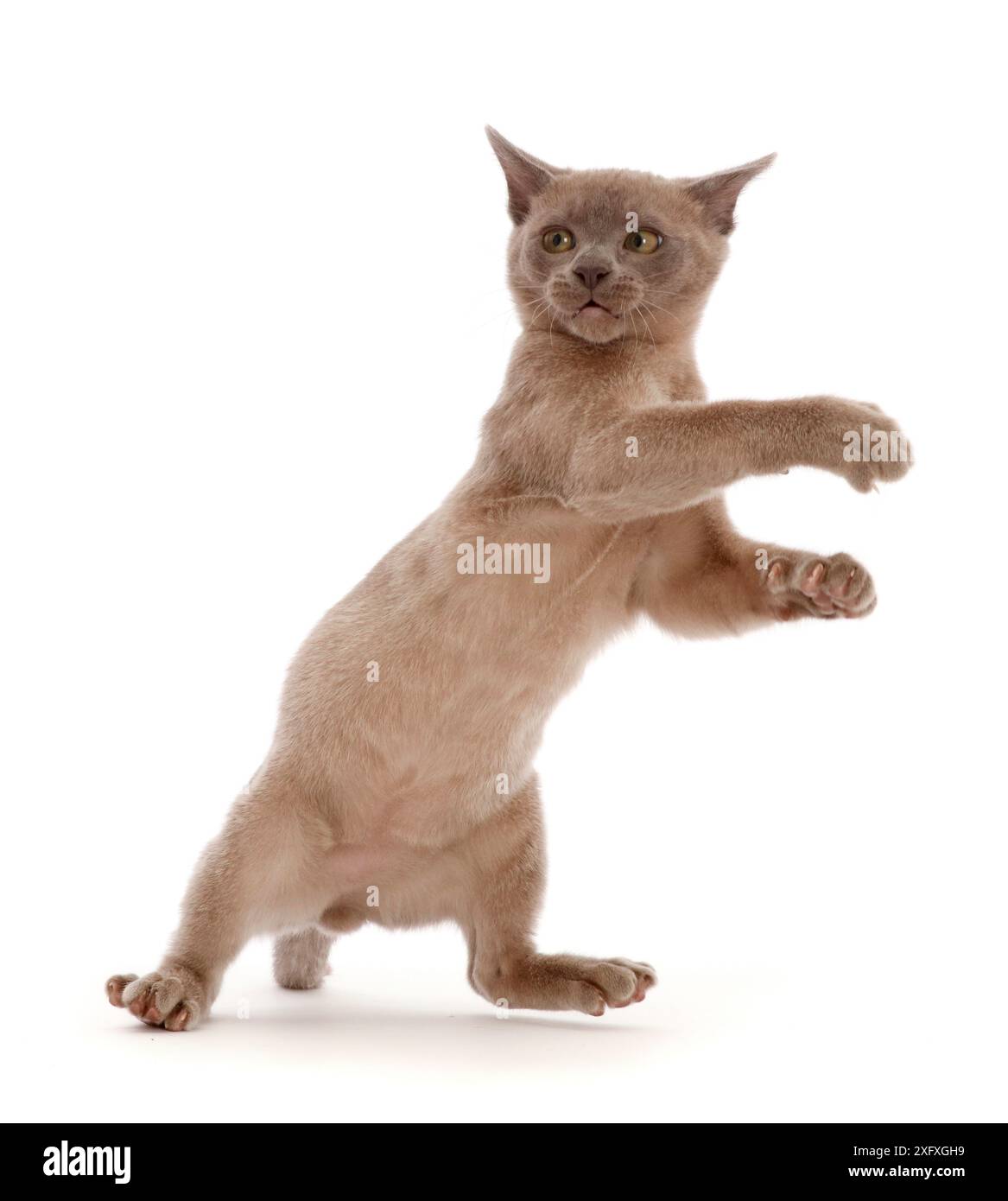 Blue Burmese kitten, standing on hind legs whilst playing Stock Photo — free download