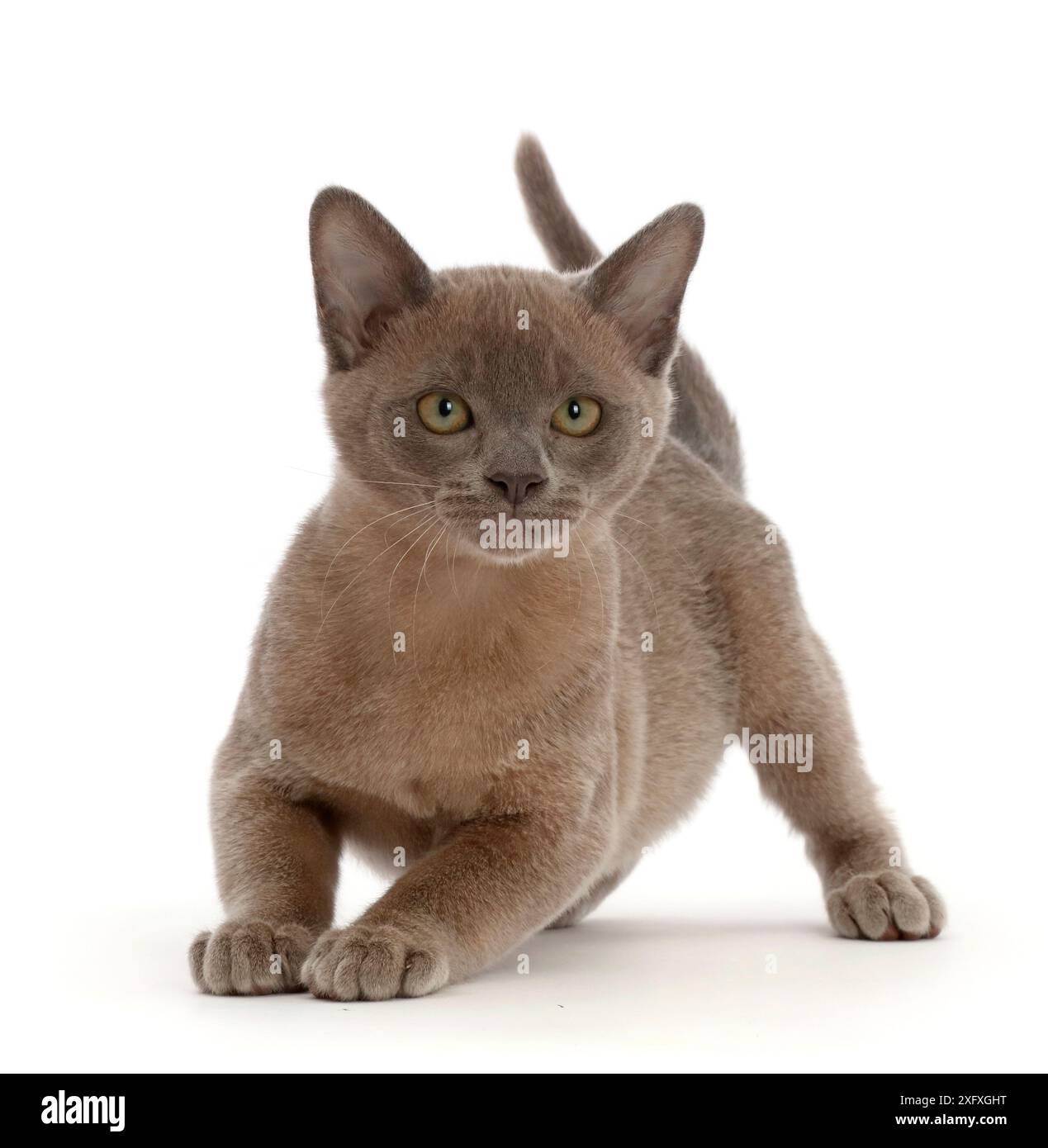 Blue Burmese kitten, crouching ready to jump up Stock Photo - Alamy