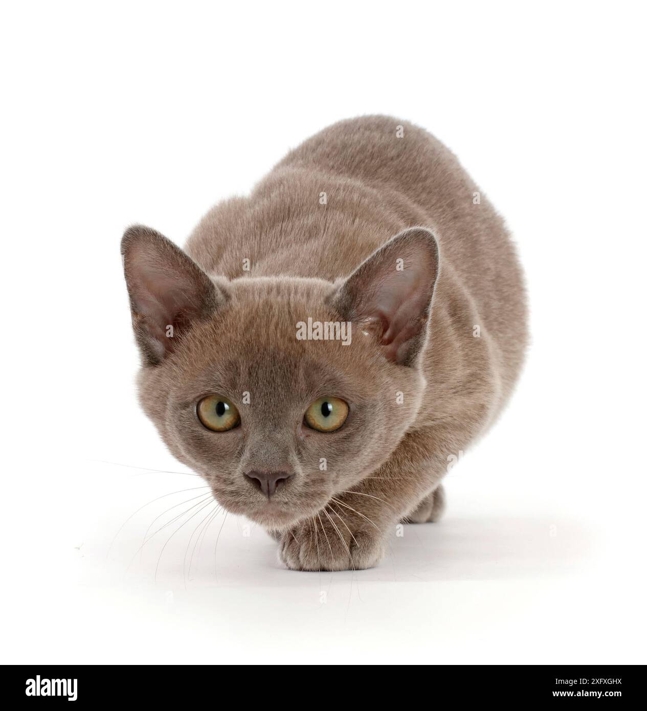 Blue Burmese kitten, prowling Stock Photo - Alamy