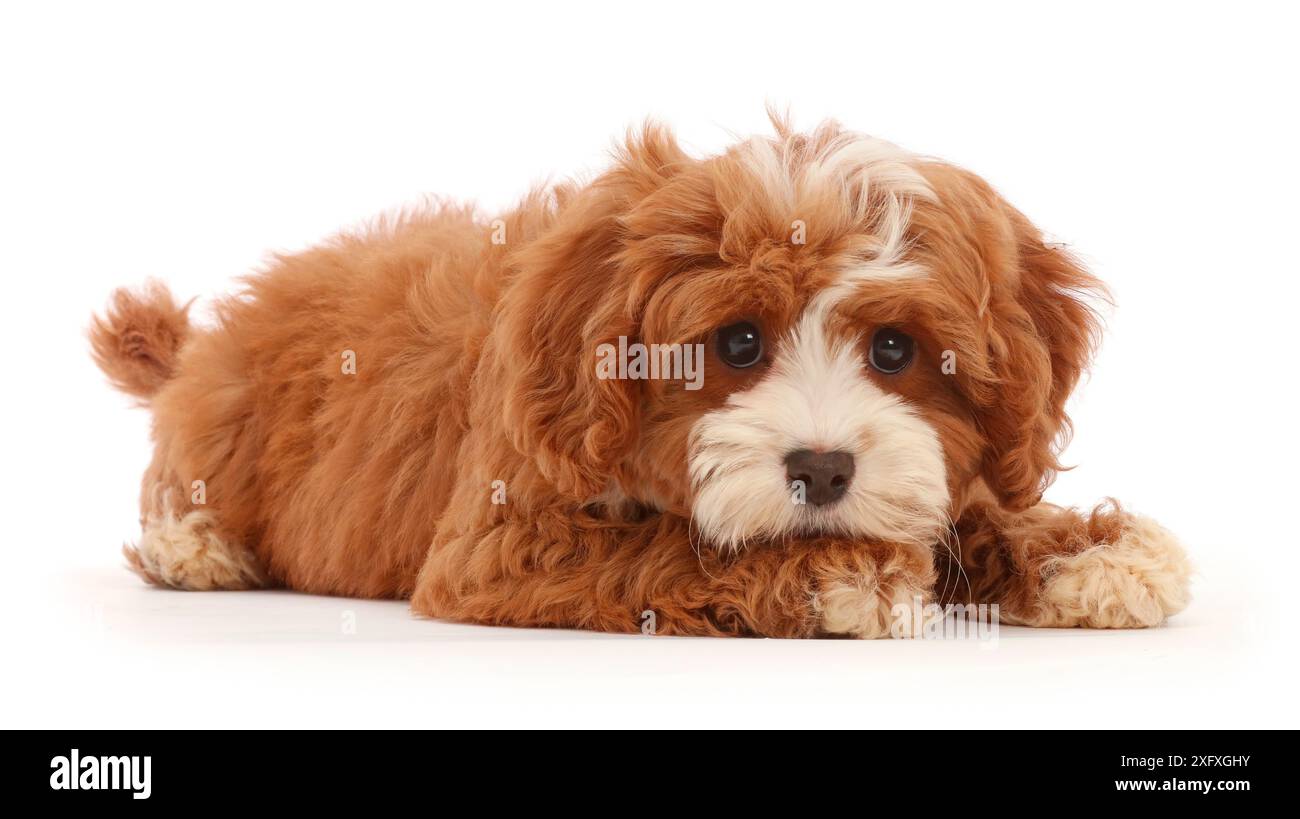 Tired animal sleepy puppy hi-res stock photography and images - Alamy