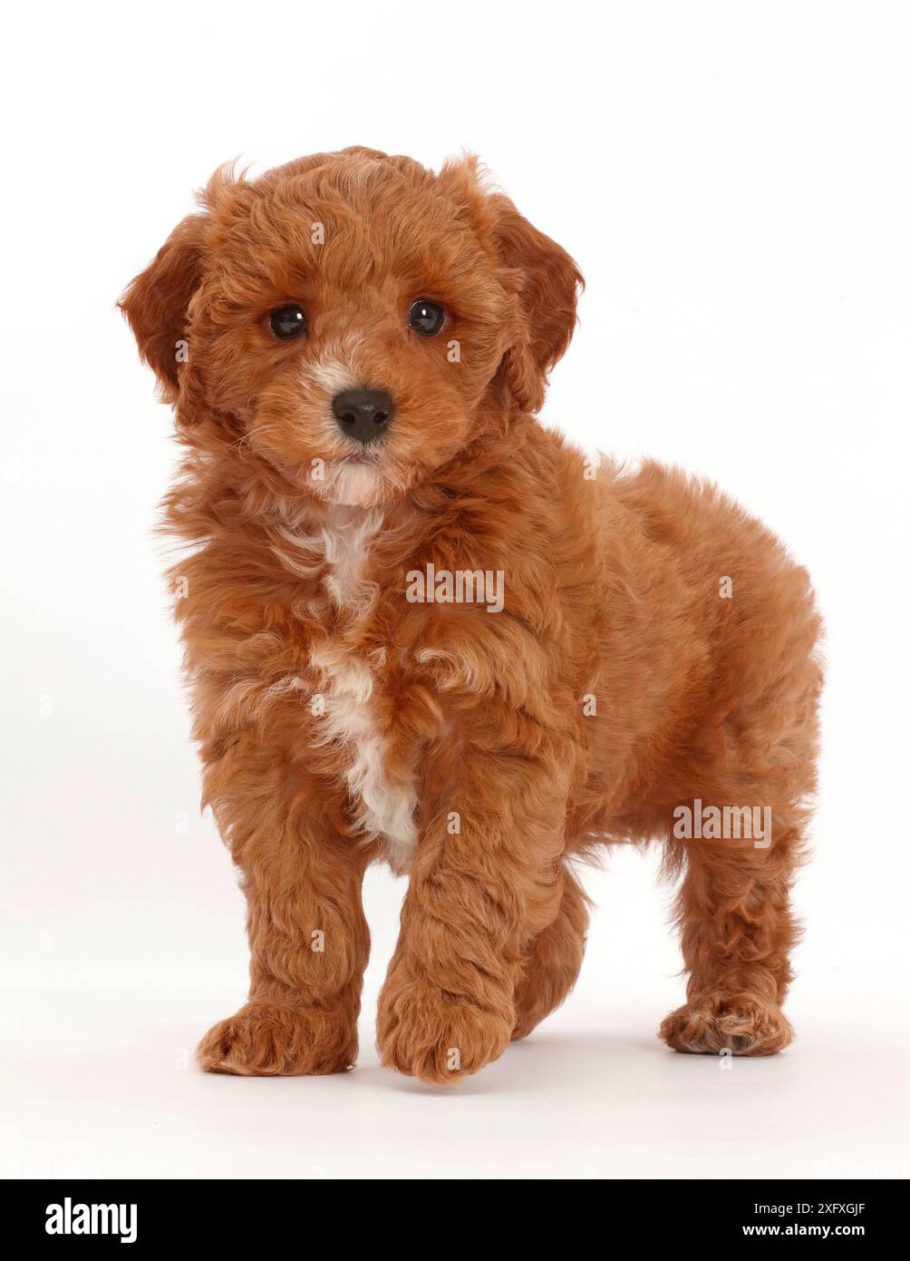 Cavapoo standing hi-res stock photography and images - Alamy