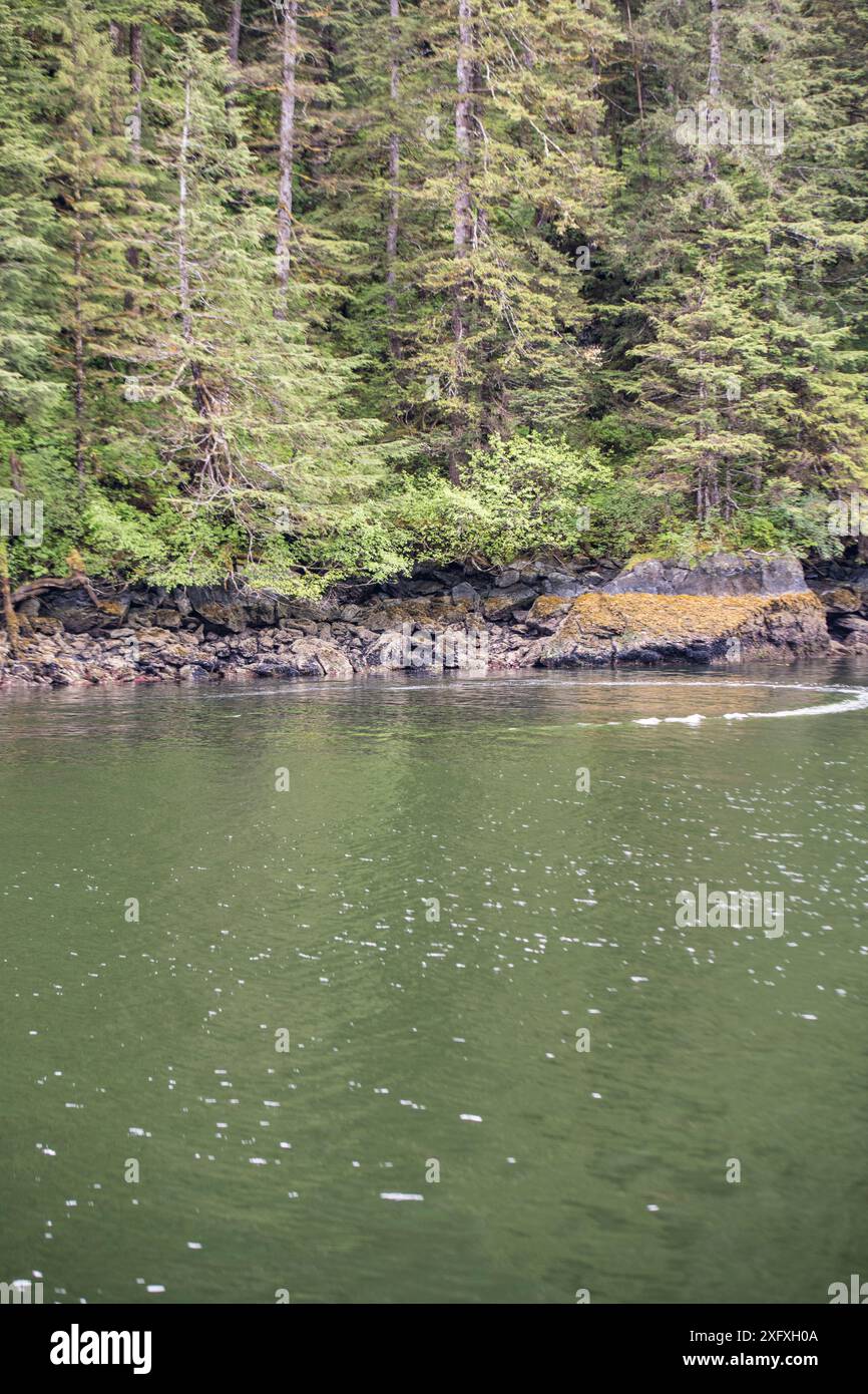 Humpback whale hunting bubble hi-res stock photography and images - Alamy