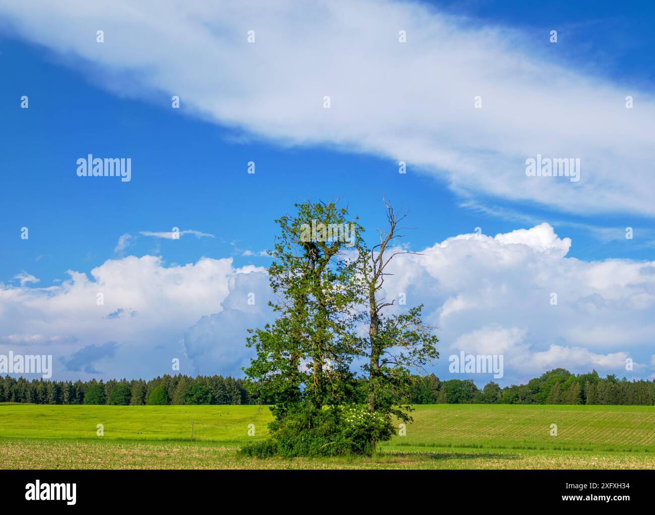 Clouds in the blue sky above a lonely tree in rural landscape, Bavaria, Germany, Europe Stock Photo