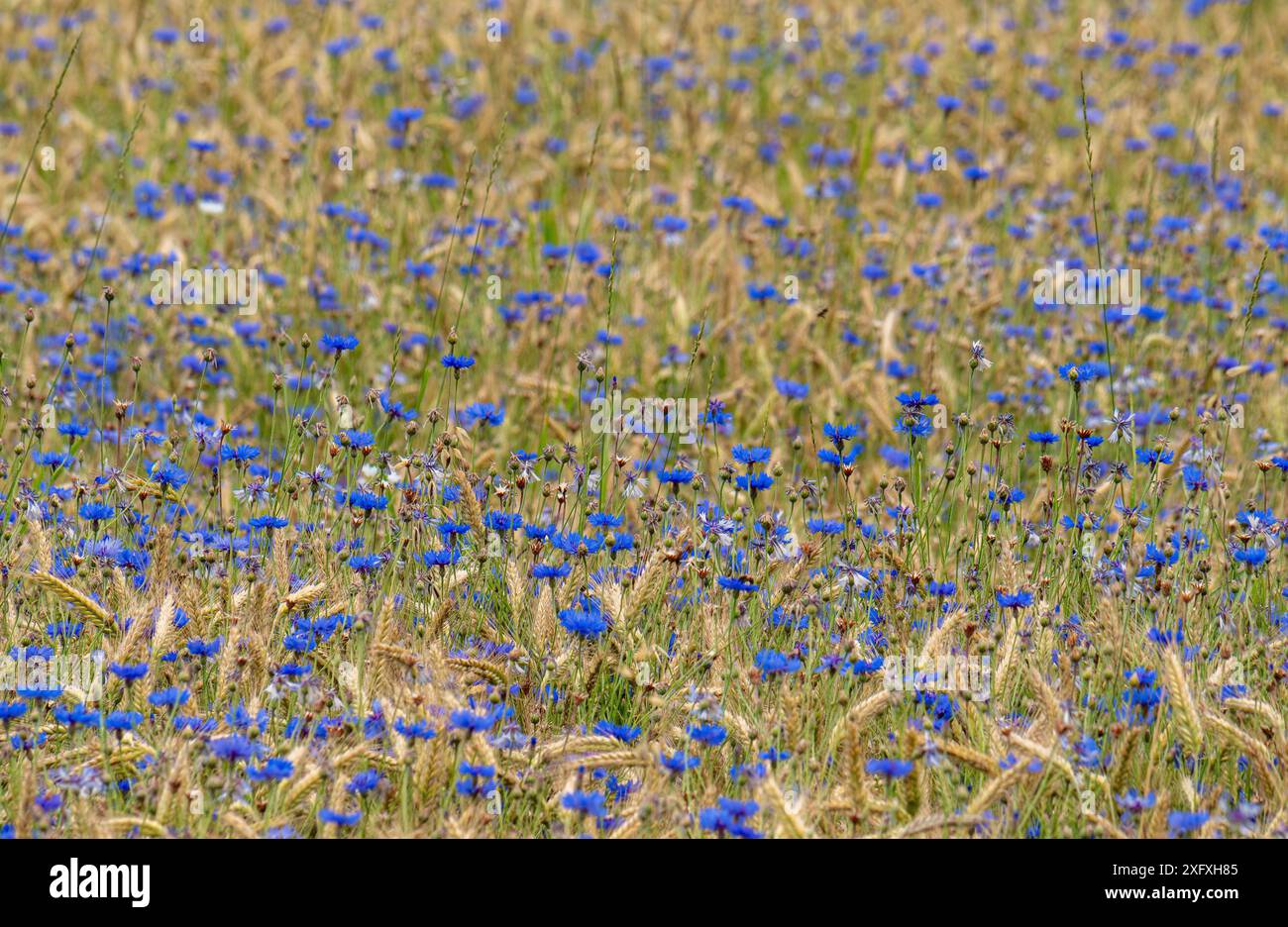 Blaue Kornblumen Centaurea cyanus in einem Getreidefeld, Bayern, Deutschland, Europa Blaue Kornblumen Centaurea cyanus in einem Getreidefeld, Bayern, Stock Photo