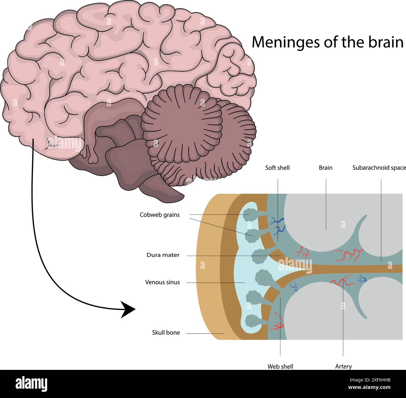 The structure of the brain stock vector image art alamy