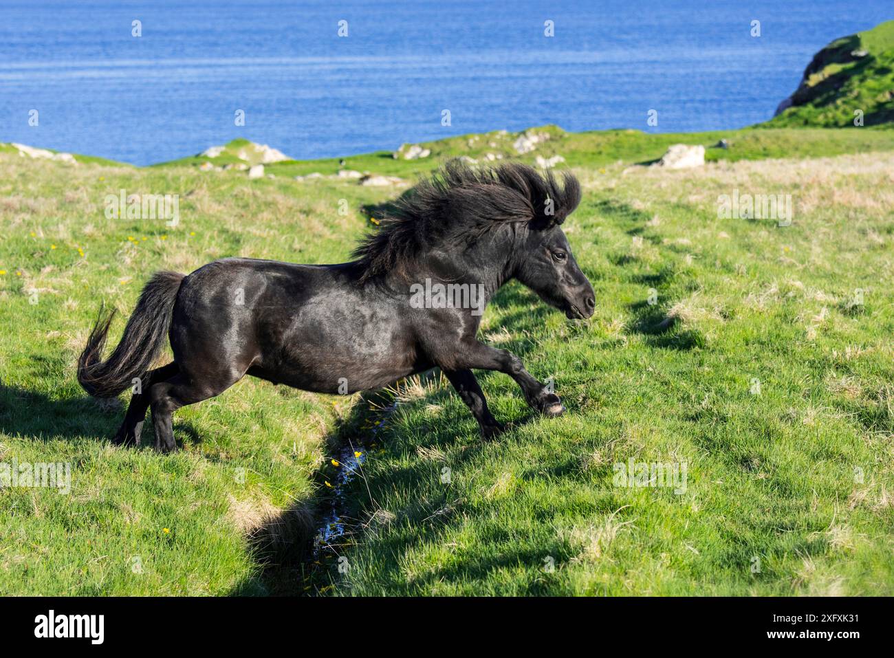 Black Shetland pony jumps over ditch in field along the coast on the Shetland Islands, Scotland, UK Stock Photo