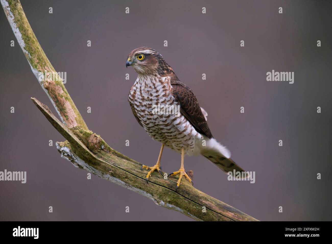 Sparrowhawk (Accipiter nisus) Germany, November. Stock Photo