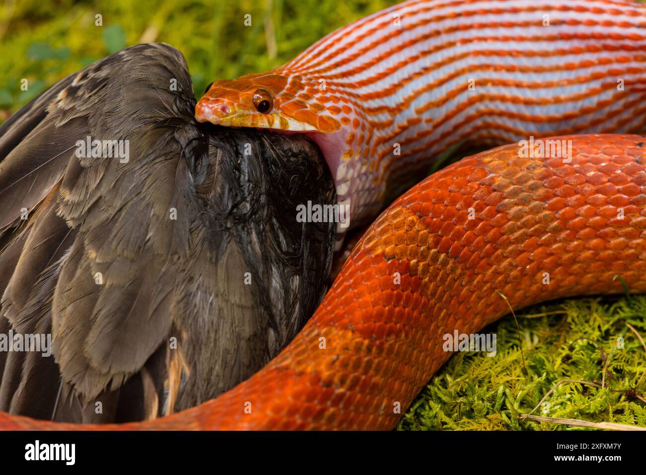 Corn snake (Pantherophis guttatus) eating an American robin (Turdus ...