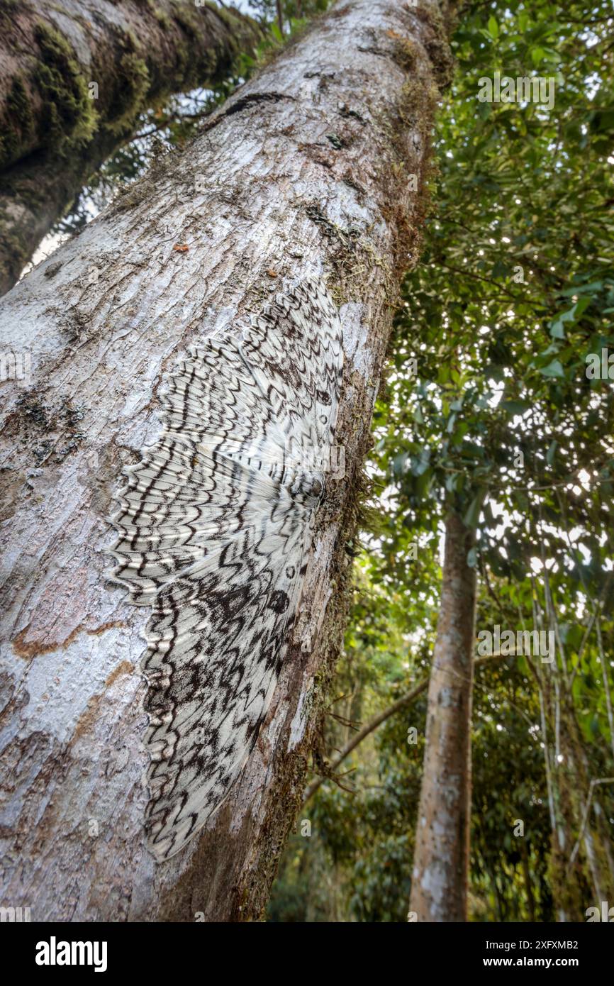 Tree Manu Mariposa agrippina hi-res stock photography and images - Alamy