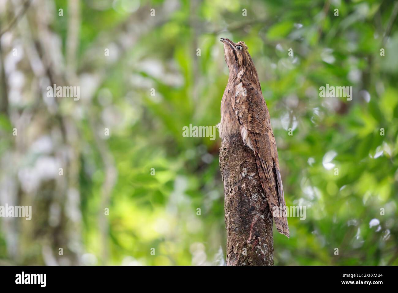 Patoo Raptors Long-tailed Potoo (Nyctibius aethereus) camouflaged on a tree stump ...