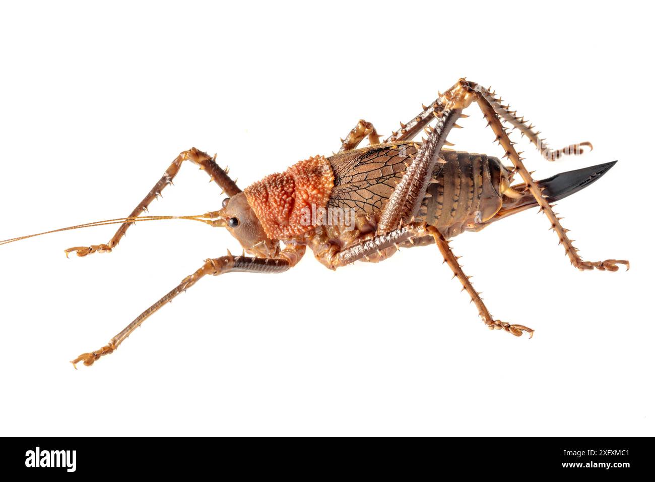 Katydid bushcricket tettigoniidae sp hi-res stock photography and