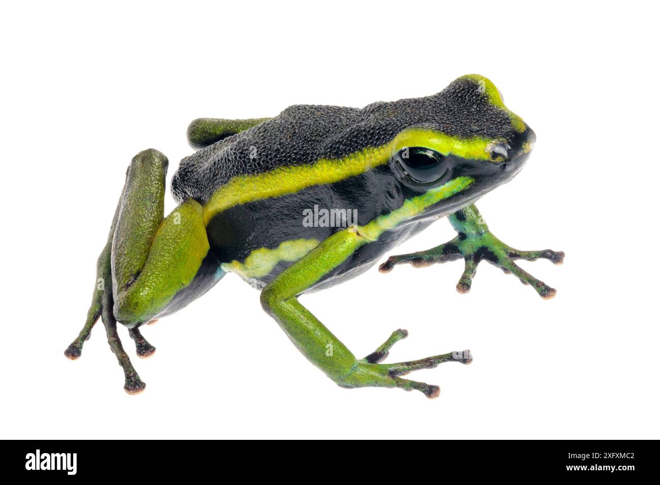 Three-striped poison frog (Ameerega trivittata) photographed on a white background in mobile field studio. Manu Biosphere Reserve, Amazonia, Peru. November. Stock Photo