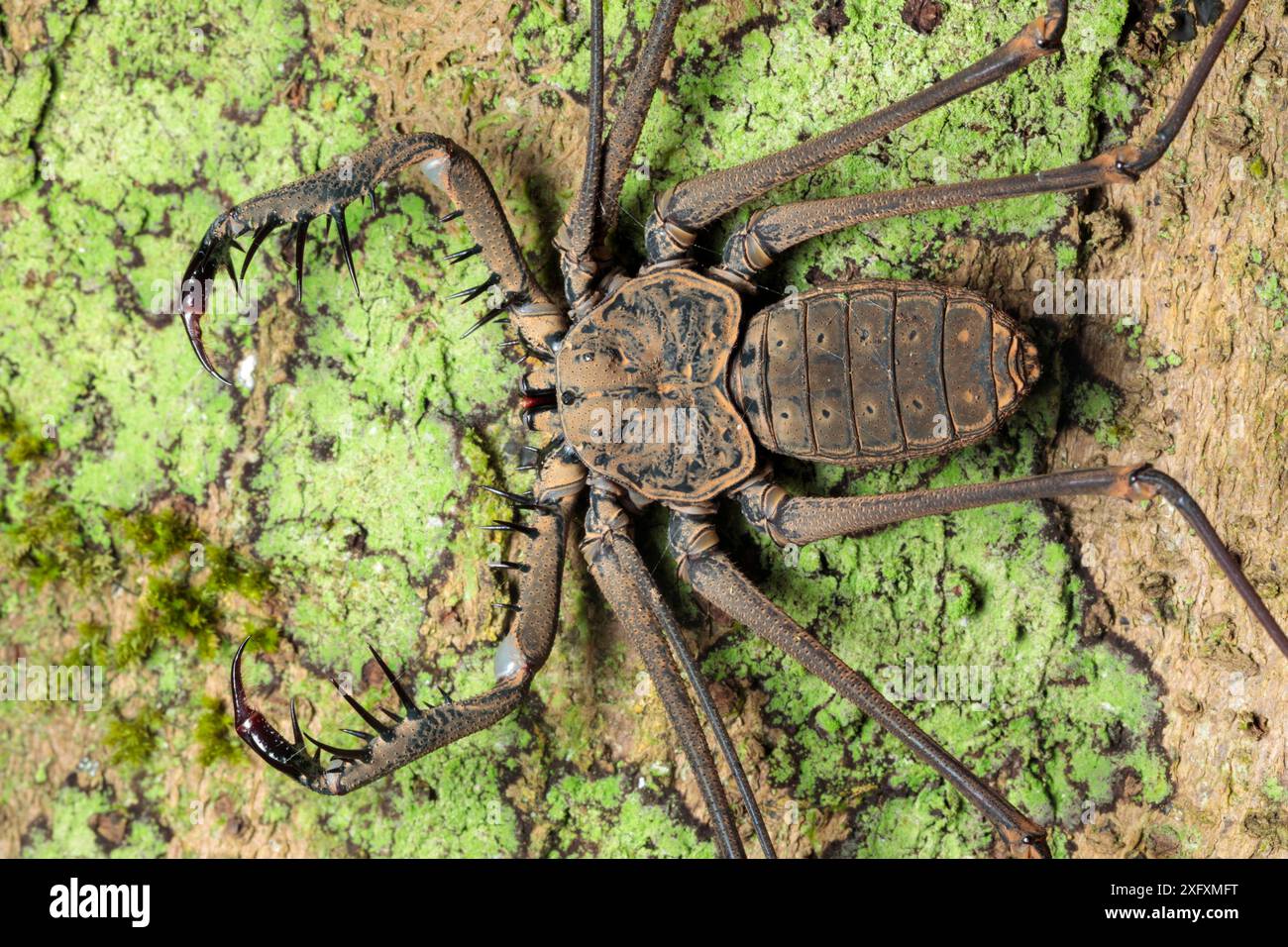 Raptorial pedipalps hi-res stock photography and images - Alamy