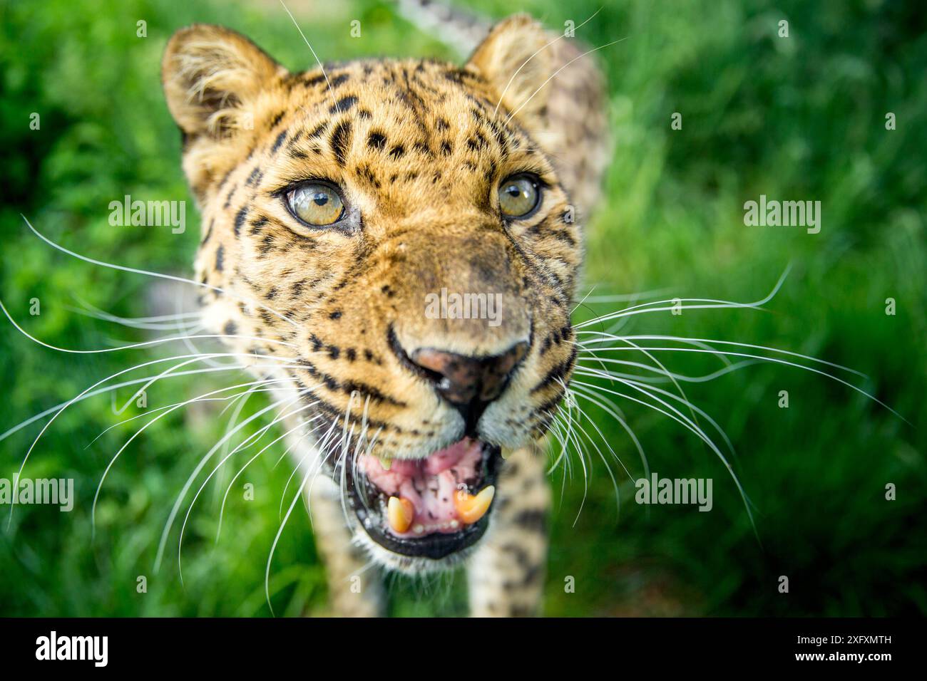 Amur leopard close up hi-res stock photography and images - Alamy