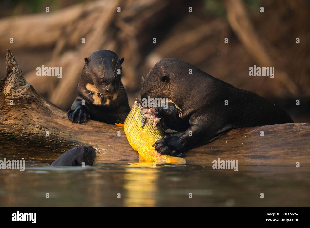 Giant otters (Pteronura brasiliensis) feed on a Golden dorado (Salminus