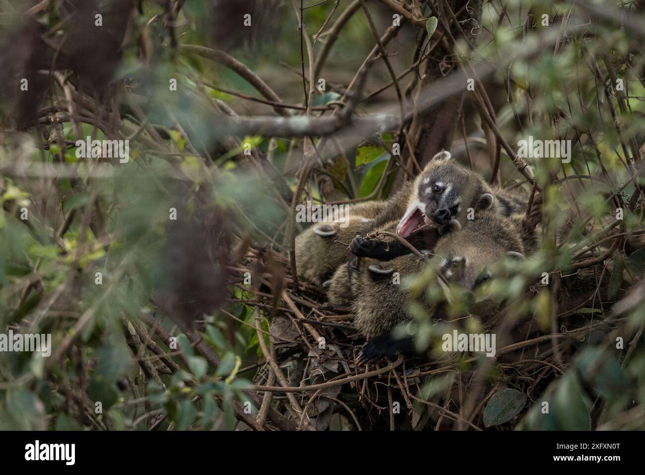 South American coatis (Nasua nasua) in their roost nest at Iguassu Falls, Brazil Stock Photo