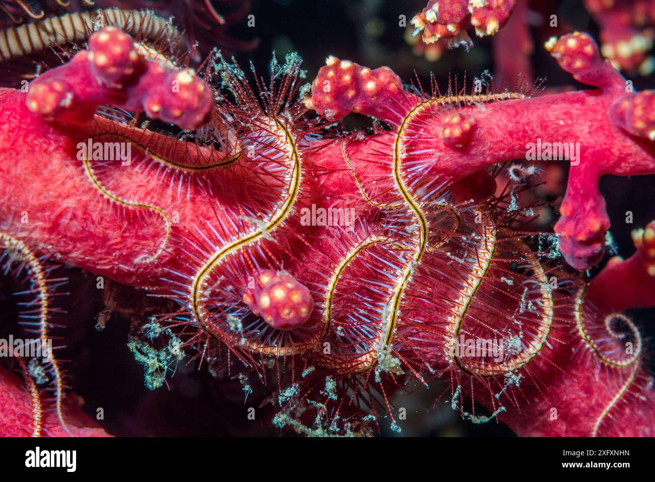 Dark red-spined brittle star (Ophiothrix purpurea). North Sulawesi, Indonesia. Stock Photo