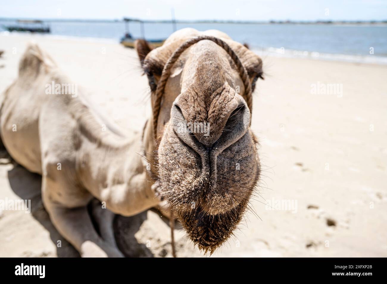 A camel rests on the white sand of Shela beach in Lamu County. Shela is one of several islands in Lamu County. This area boasts some of the oldest and most well-preserved Swahili cultural settlements in East Africa. There are no cars on Shela and the town's calendar and daily schedule largely revolves around Islamic religion and culture. Stock Photo